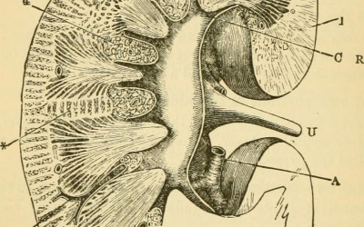 Humanfysiologi
