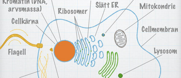 Cell- och mo­le­ky­lär­bio­lo­gi