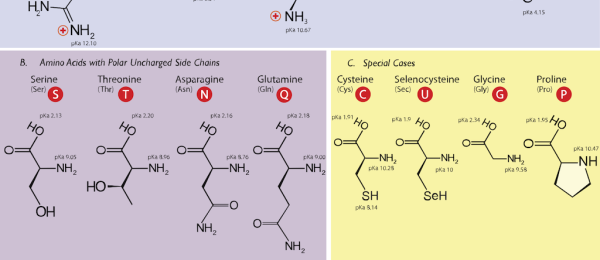 Biomolekyler