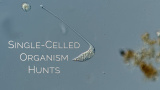 Encellig Lacrymaria olor jagar en annan cell