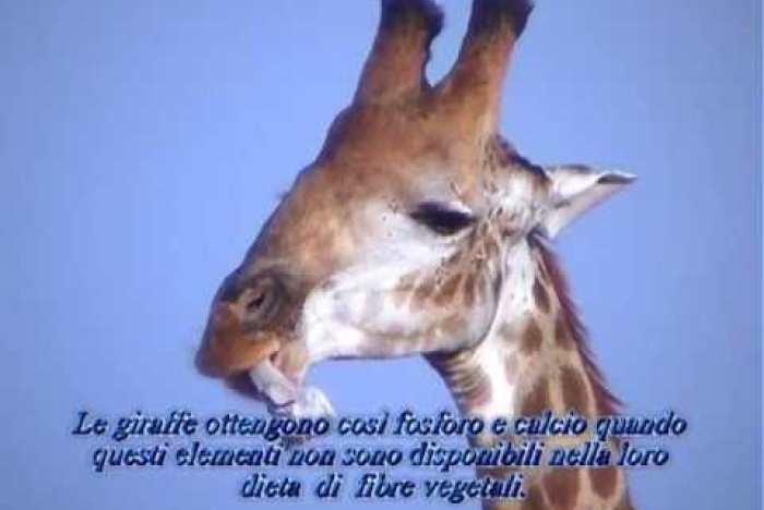 Varför äter giraffer ben?