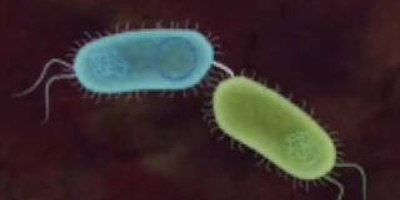 Bakteriecellens struktur & innehåll. Yttre cellstrukturer. Bakteriens DNA