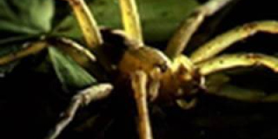 En spindel som äter grodor