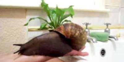 Gigantisk snigel