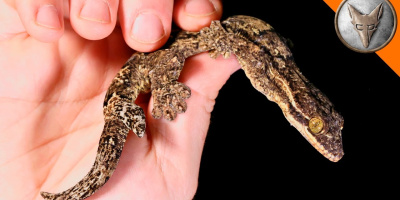 En tvåsvansad gecko
