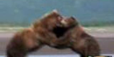 Grizzly­björnar som brottas