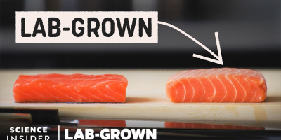Är lax som odlats på labbet framtidens fisk?