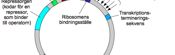Klonade gener kan uttryckas i en värdcell