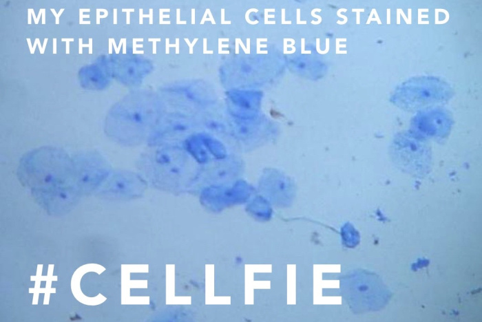 Avd. f. biologiska babblerier del 10: Cellfie