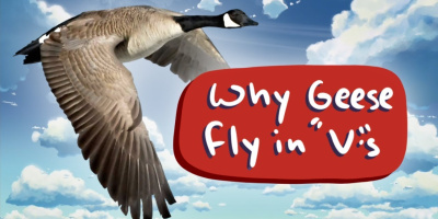Varför flyger gäss i V-formation?