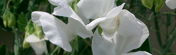 Monohybrid klyvning