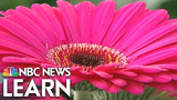 Blommornas kemi