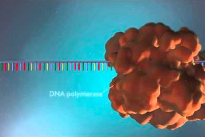 Hur DNA-molekylen kopieras: 3D-animering