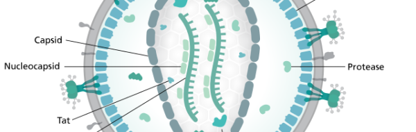 Omvänt transkriptas syntetiserar DNA med RNA som mall.