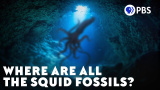 Var är alla fossil från tioarmade bläckfiskar?