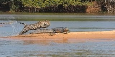 Jaguar på krokodiljakt