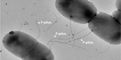 Spridning av antibiotikaresistens