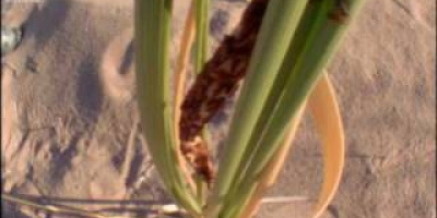 Hur insekter skaffar sig en 