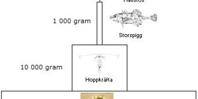 Energiflöden och trofinivåer i ekosystemet
