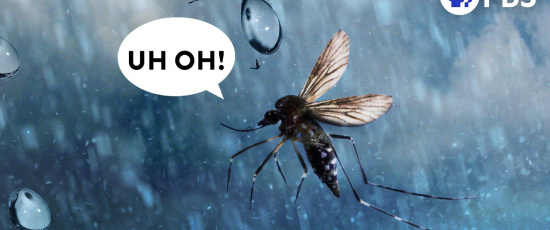 Hur kan insekter flyga i regn?