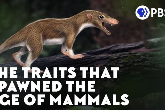 Särdragen som satte fart på däggdjurens evolution