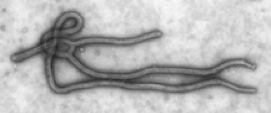Nytt ebola-vaccin 100% effektivt i apor