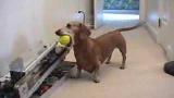 Vad händer när en ingenjör skaffar hund?