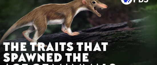 Särdragen som satte fart på däggdjurens evolution