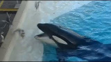 Späckhuggare fiskar fågel