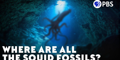 Var är alla fossil från tioarmade bläckfiskar?