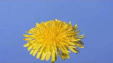 En maskros från blomma till frö