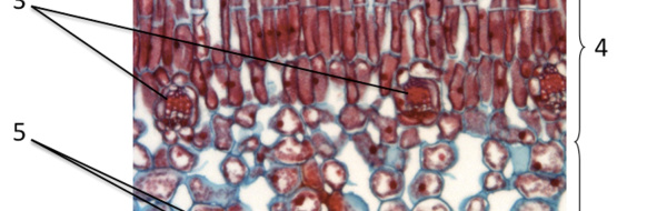 Övningsuppgifter, Biologi nivå 2: Växt- och svampfysiologi