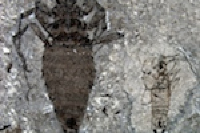 Jättelöss angrep dinosaurierna