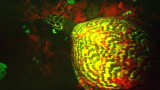 Har du sett en fluorescerande sköldpadda förut?