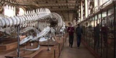 Ett nytt val-fossil, 12-13 miljoner år gammalt