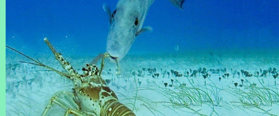 Hummer vs. tryckarfisk