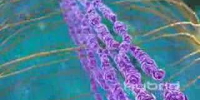 Mitosens olika stadier
