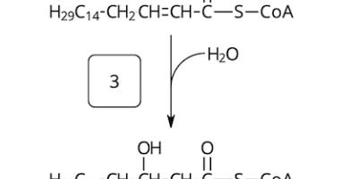 β-oxidation