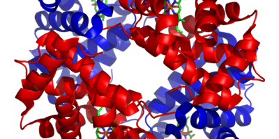 Proteinernas biologiska funktioner