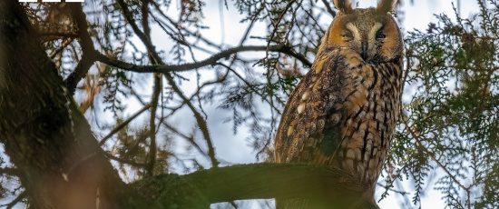 Att fotografera Europas vackra fåglar