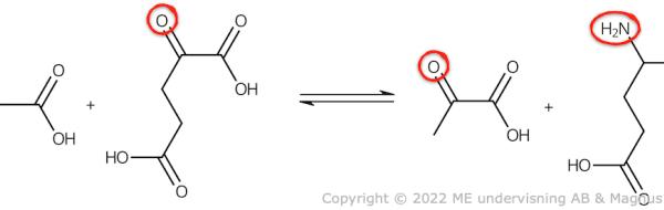 Metabolism av aminosyror