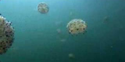 Maneter invaderar Medelhavet