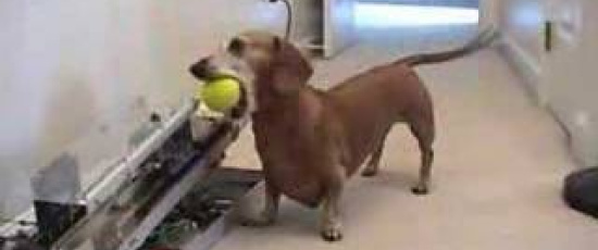 Vad händer när en ingenjör skaffar hund?