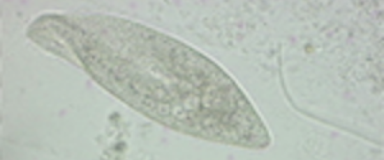 Rörlig Paramecium caudatum