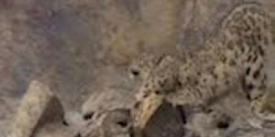 Snöleopardens jakt filmad för första gången