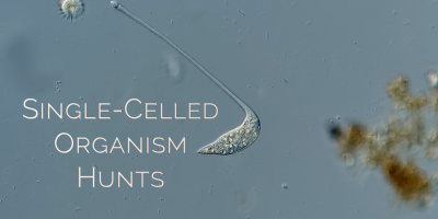 Encellig Lacrymaria olor jagar en annan cell