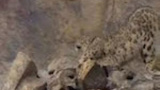 Snöleopardens jakt filmad för första gången