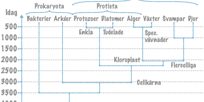 Bakterier och arkéer