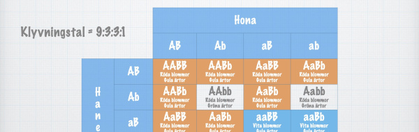 Dihybrid klyvning