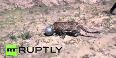 Avd. f. biologiska babblerier del 13: Hette den leoparden möjligtvis Emil?
